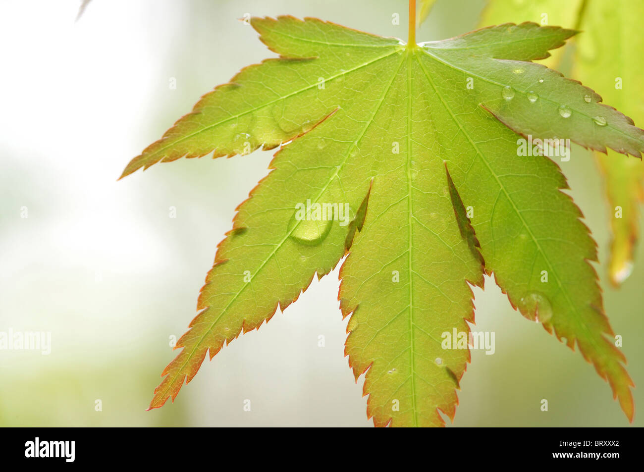 Japanese maple leaf and dew drops Stock Photo - Alamy