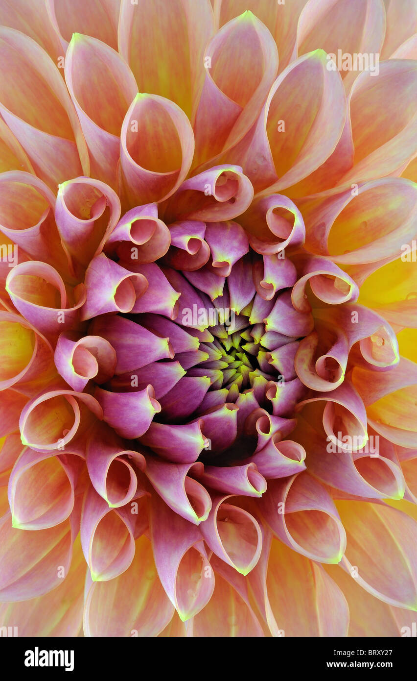 CoralPink Hybrida x Dahlia Centre (Asteraceae) Macro Image Stock