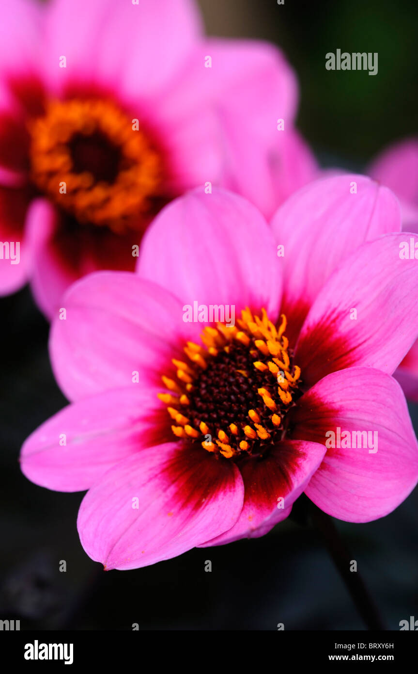 Dahlia happy single wink single hi-res stock photography and images - Alamy