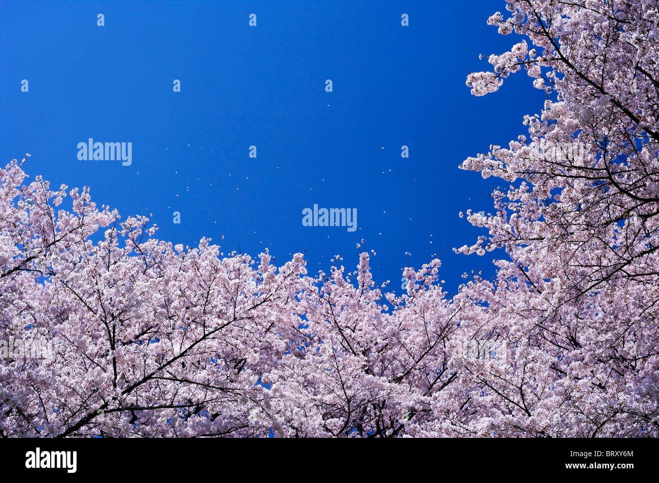 Cherry blossoms, Kyoto Prefecture, Honshu, Japan Stock Photo