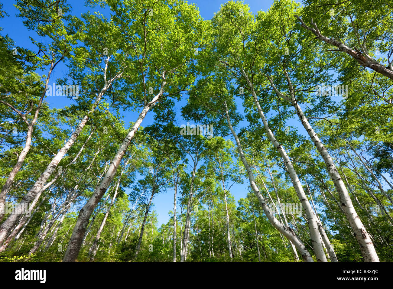 Japanese White Birch forest, Low angle view, Nagano Prefecture, Honshu