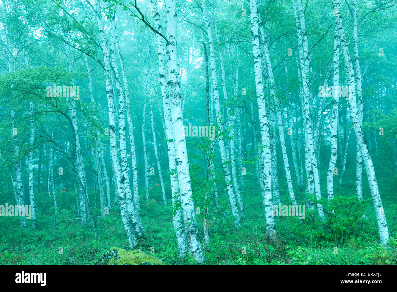 White Birch Tree Sap Healing Retreat in Mongolia - Zennergi