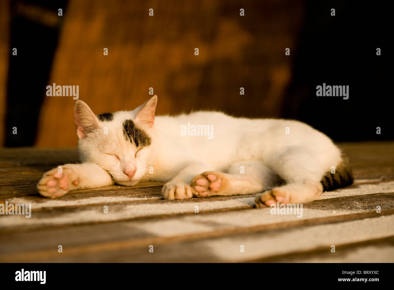 Cat sleeping at dusk, Japan Stock Photo