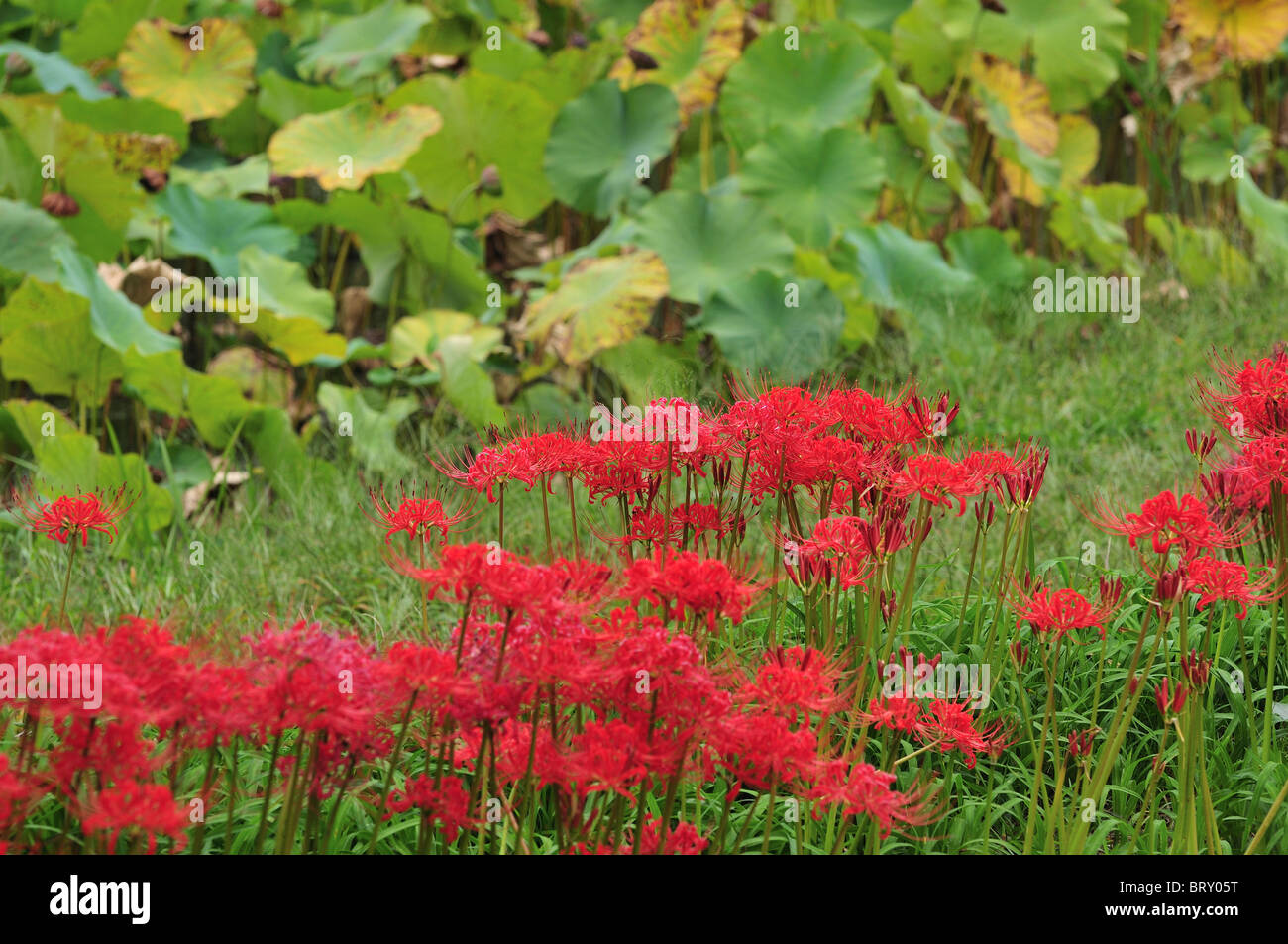 Red Spider Lily in the Field Stock Photo