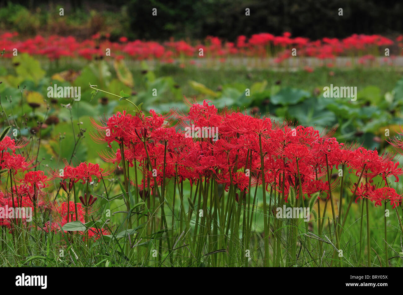 Red Spider Lily in the Field Stock Photo