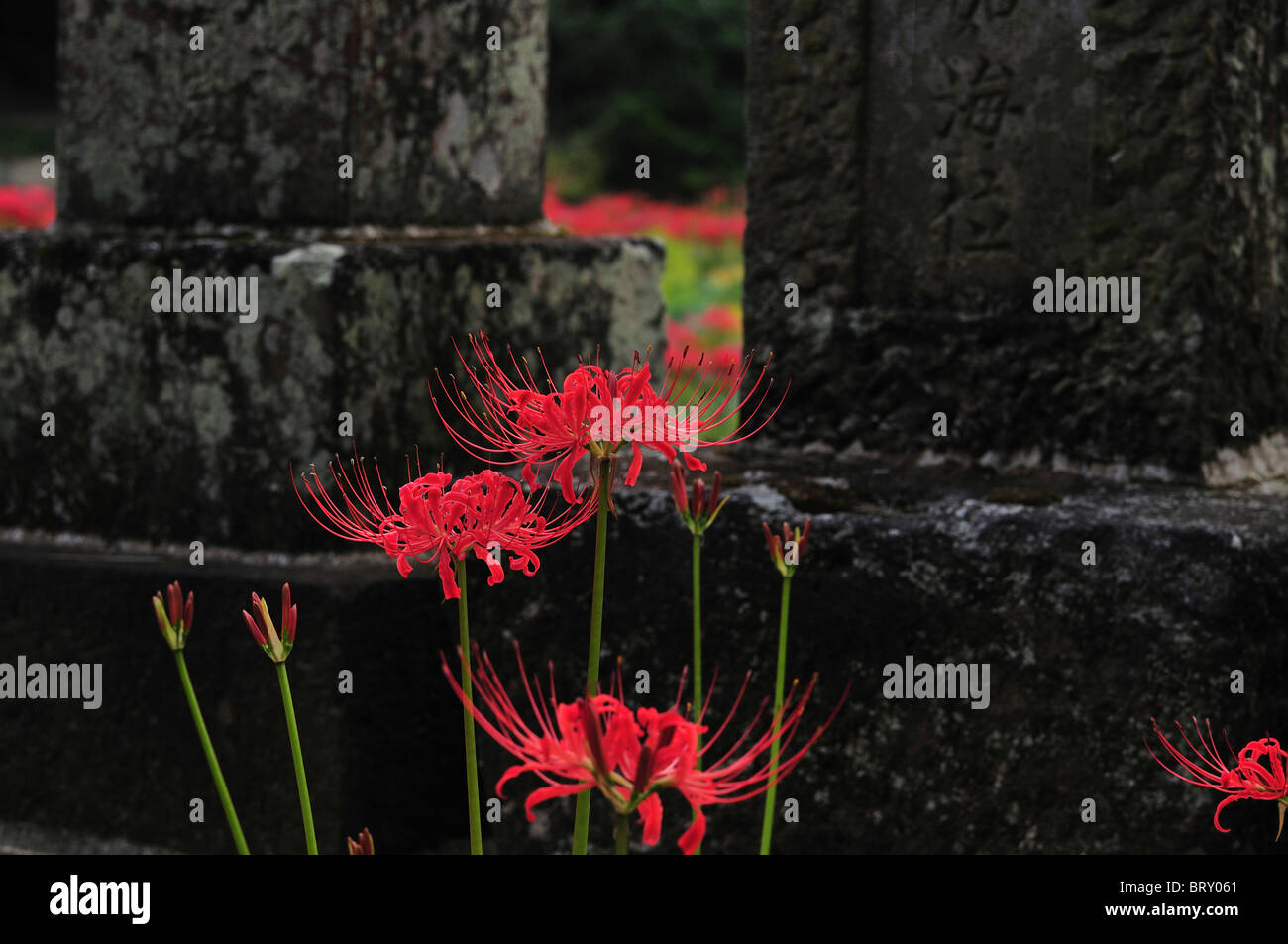 Spider Lily High Resolution Stock Photography And Images Alamy