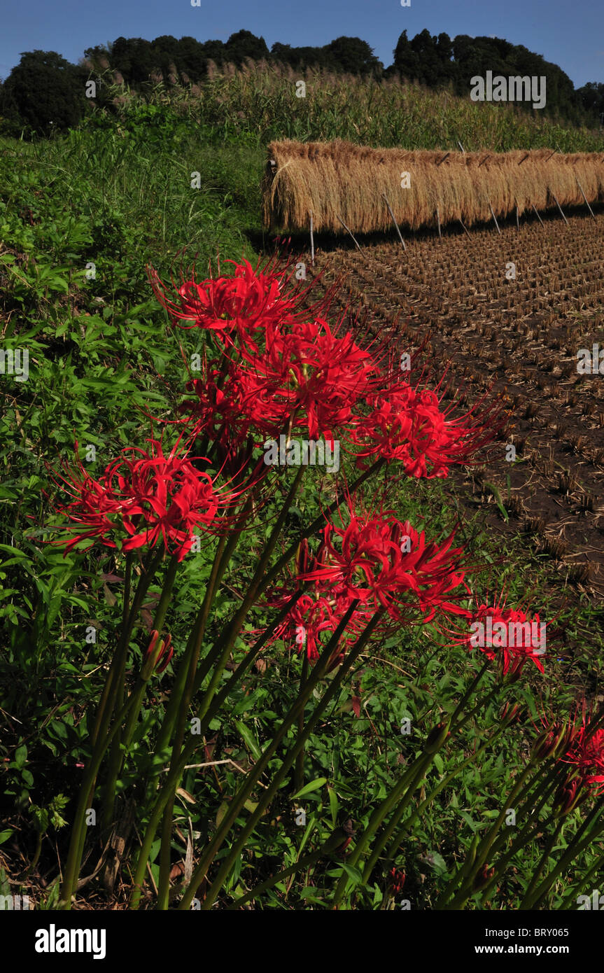 Red Spider Lily and the Rice Field Stock Photo