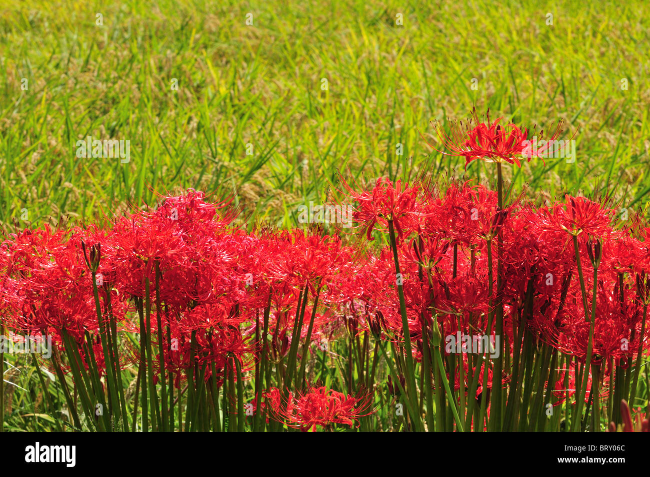 Red Spider Lily and the Rice Field Stock Photo