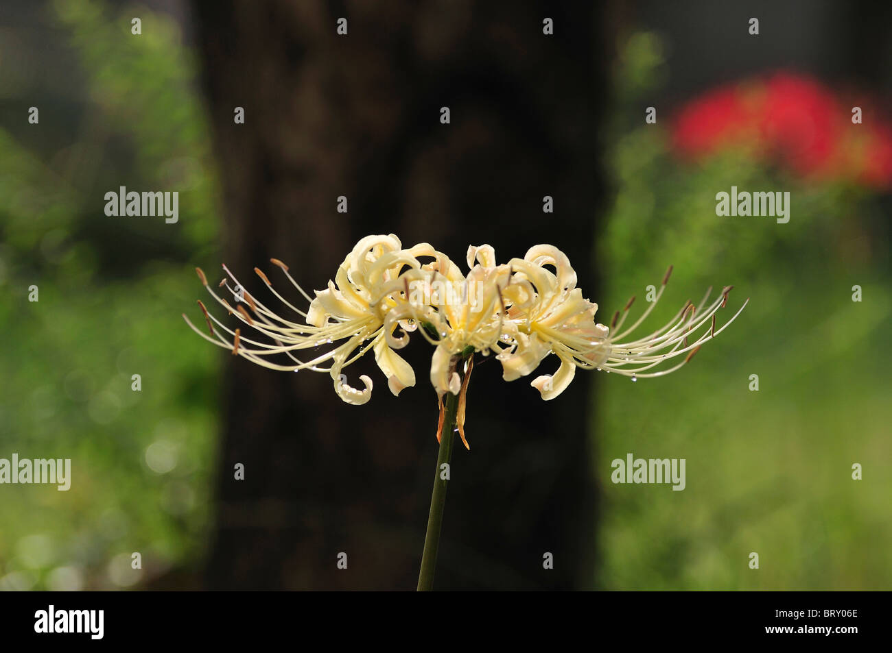 White Spider Lily Stock Photo Alamy