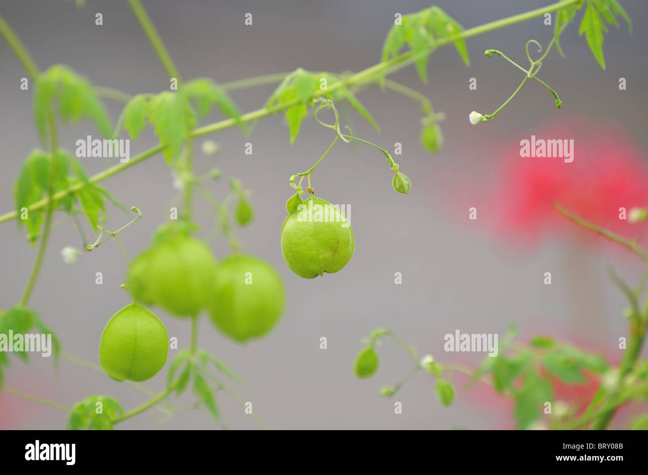 Balloon Vine High Resolution Stock Photography And Images Alamy Balloon Vine High Resolution Stock Photography And Images Alamy