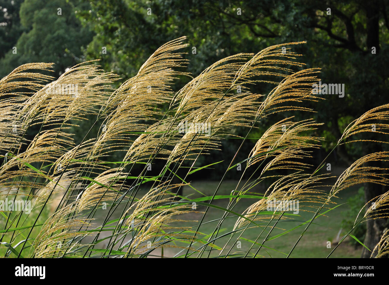 Japanese pampas grass, Tokyo Prefecture, Honshu, Japan Stock Photo Alamy