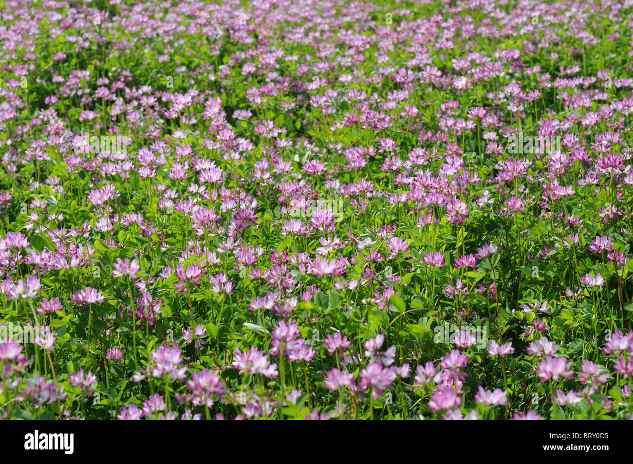 Chinese Milk Vetch (Astragalus sinicus) flowers, Hyogo Prefecture, Honshu, Japan Stock Photo