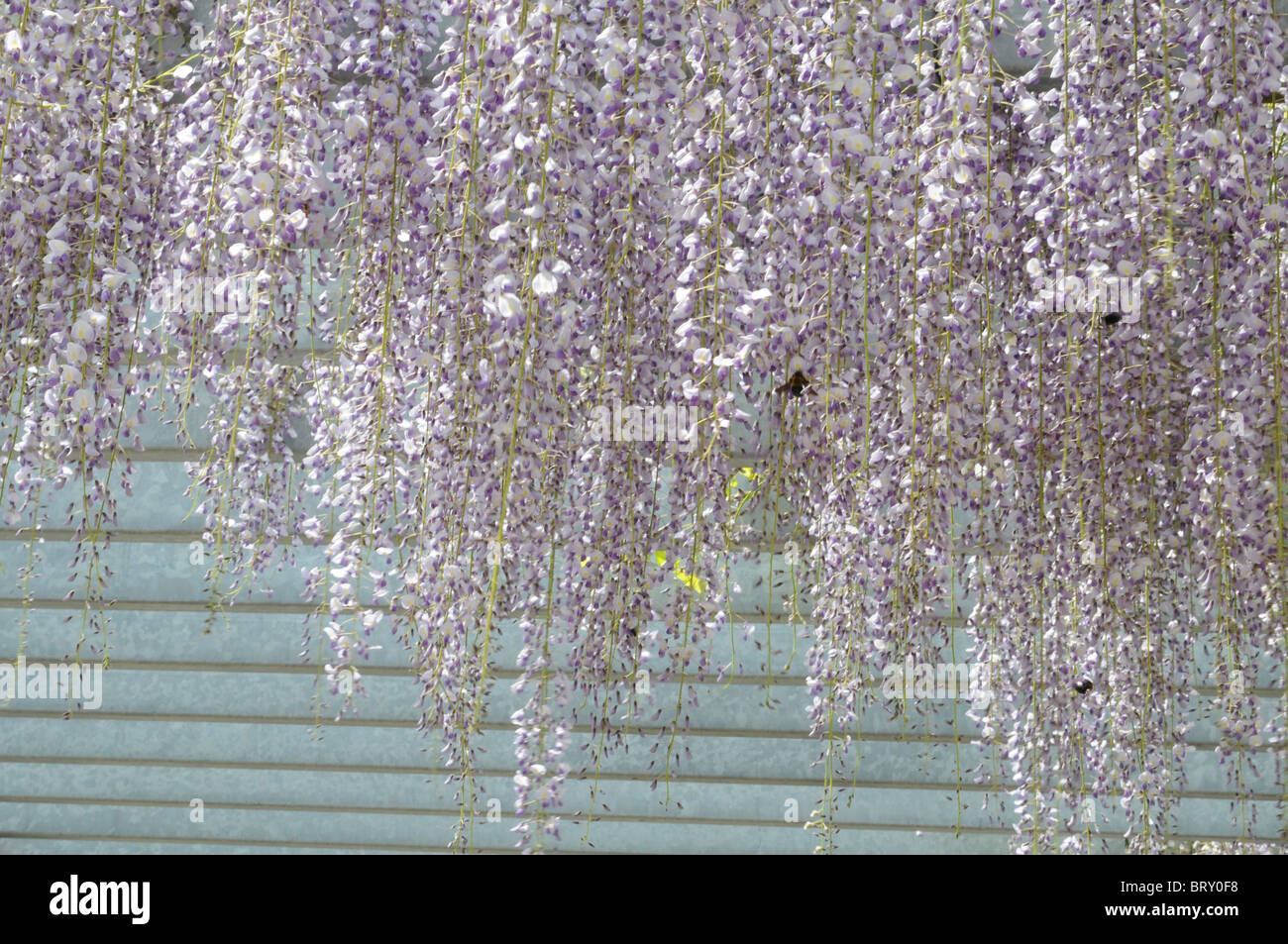 Wisteria, Hyogo Prefecture, Honshu, Japan Stock Photo