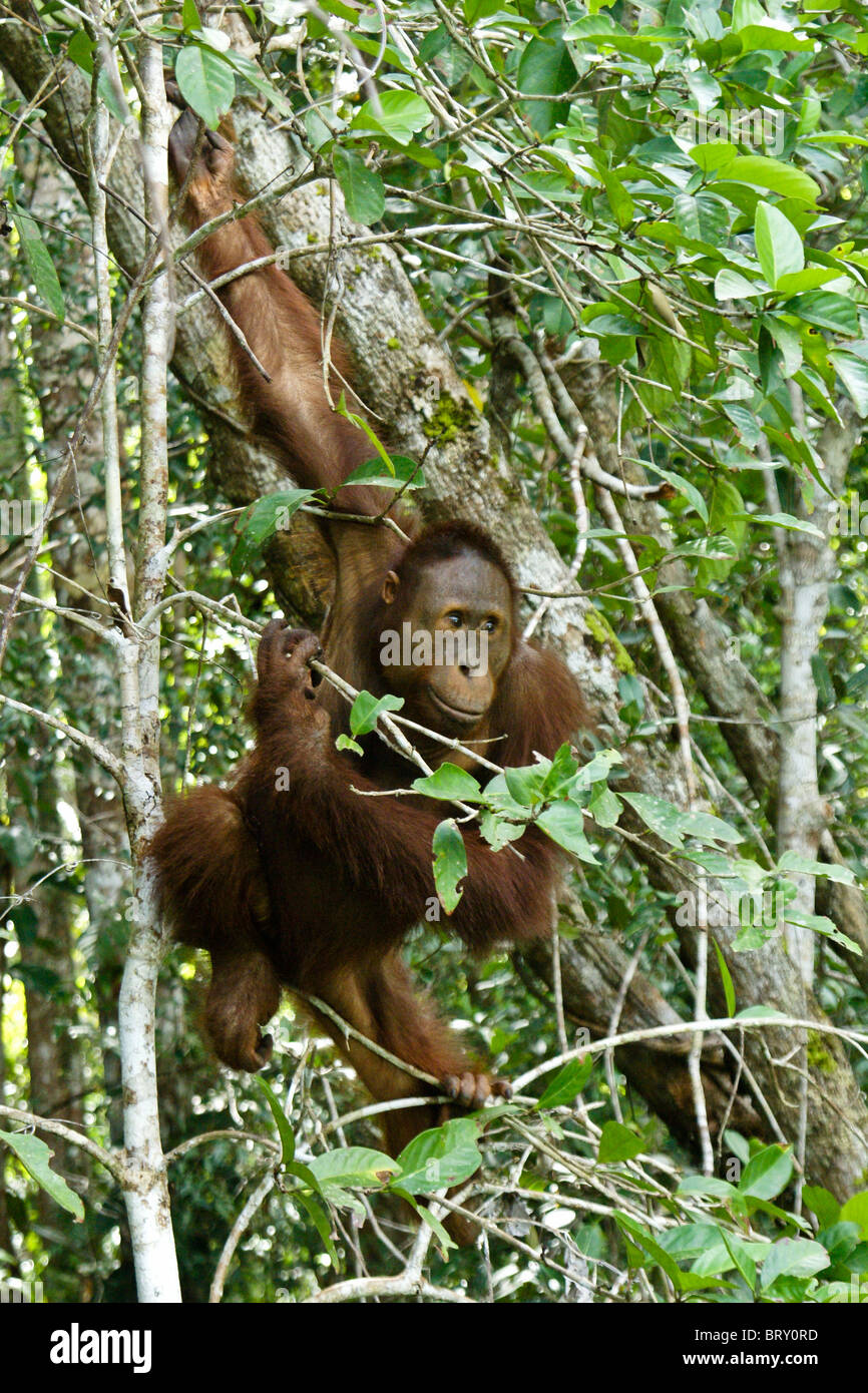 Male orangutans hi-res stock photography and images - Alamy