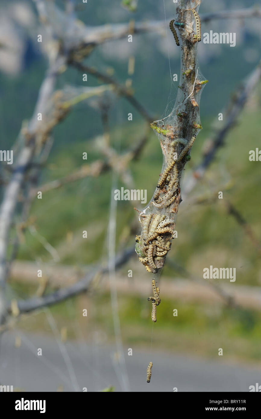 Ermine moth yponomeuta padella hi-res stock photography and images - Alamy