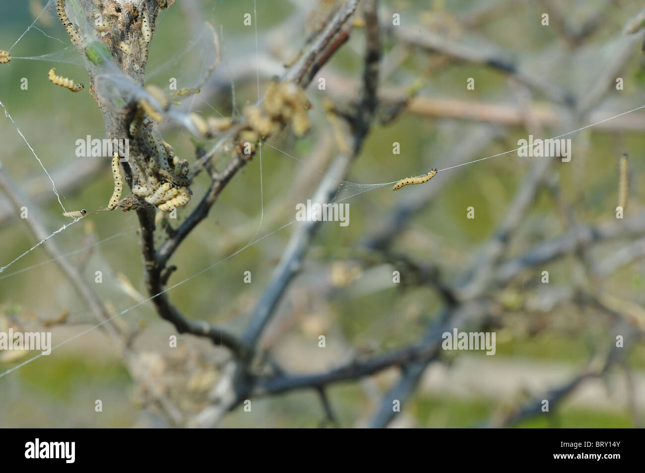 Small ermine moth caterpillars hi-res stock photography and images - Alamy