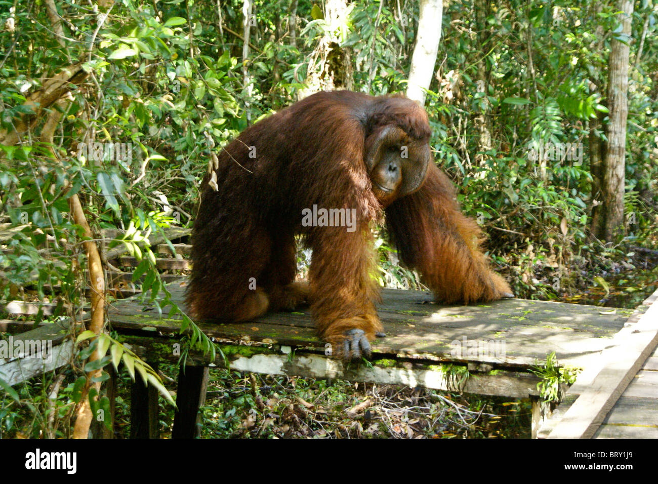 Rainforest Omnivores