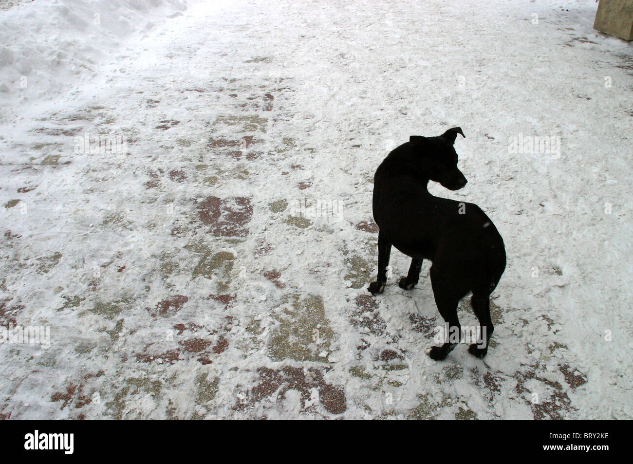 Black Dog silhouetted on snow. Stock Photo