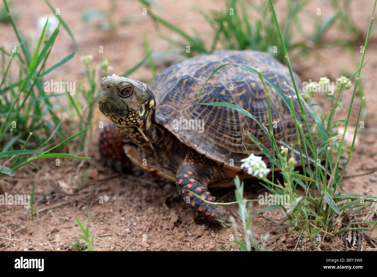 Male Western Ornate Box Turtle (Terrapene ornata) Stock Photo