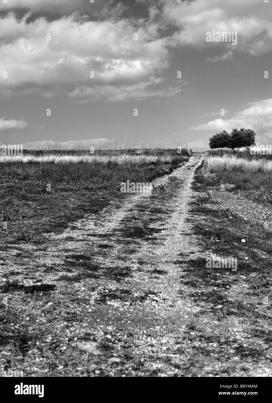 Lonely tree country road hi-res stock photography and images - Alamy