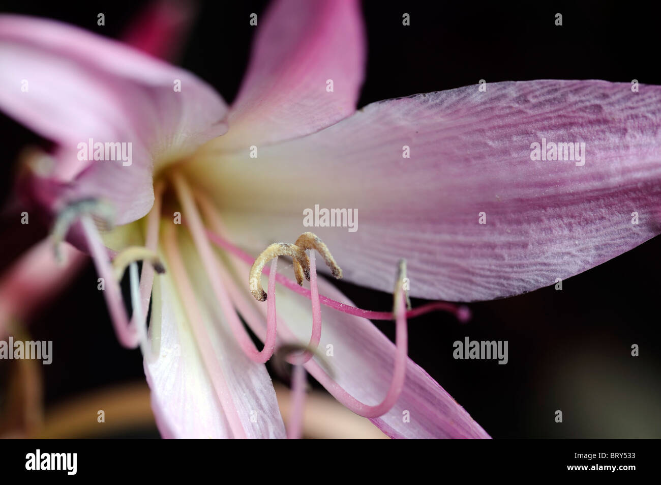 Crinum x powellii Roseum lily flower pink bloom blossom tender late