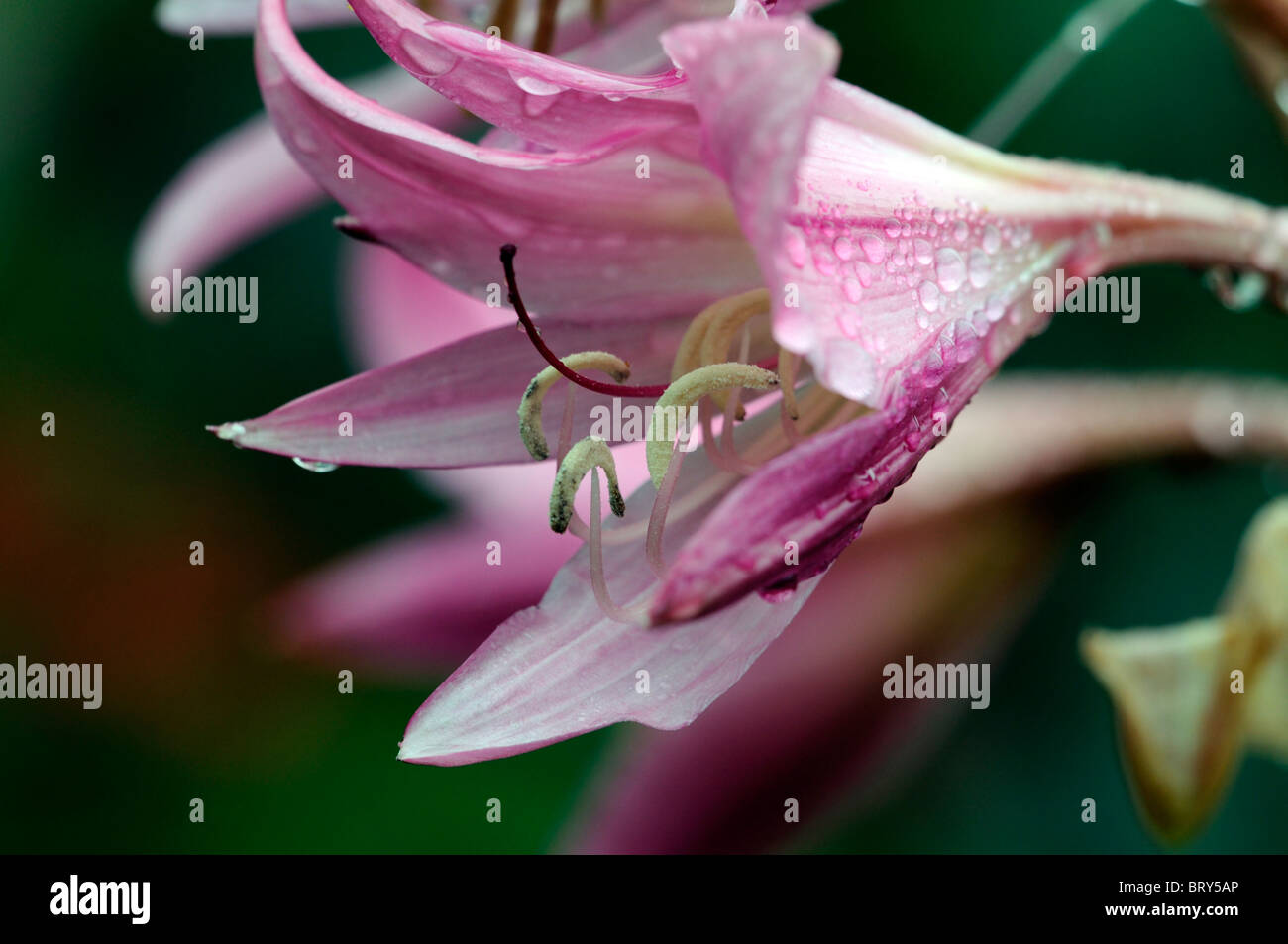 Crinum x powellii Roseum lily flower pink bloom blossom tender late summer bulb perennial Stock Photo