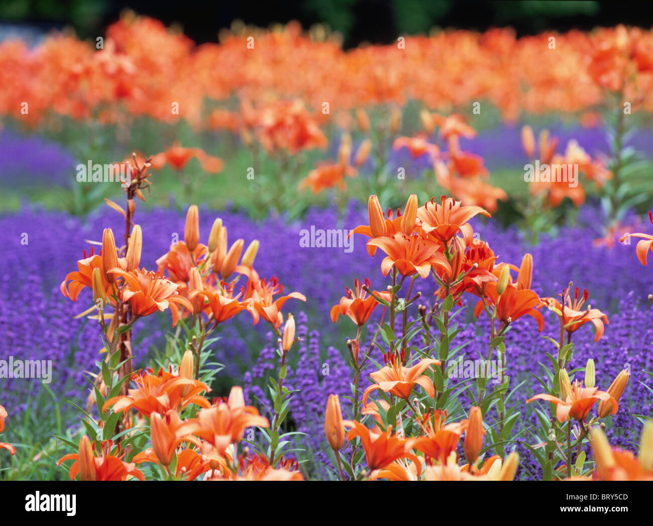Lily field hires stock photography and images Alamy