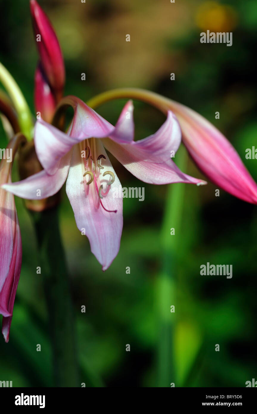 Crinum x powellii Roseum lily flower pink bloom blossom tender late