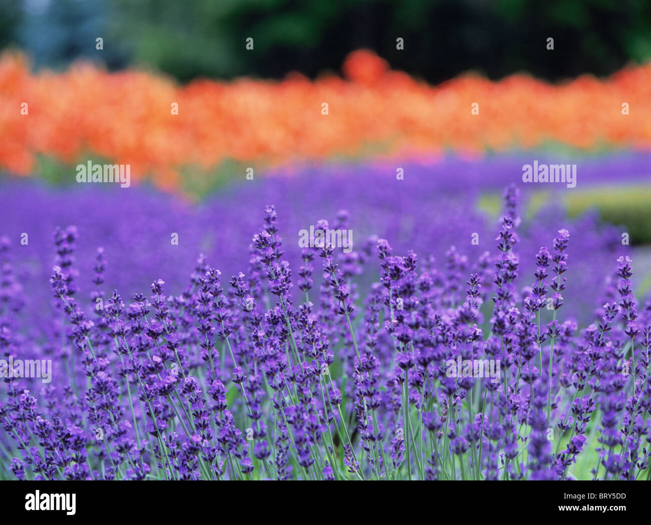 Lily field hires stock photography and images Alamy