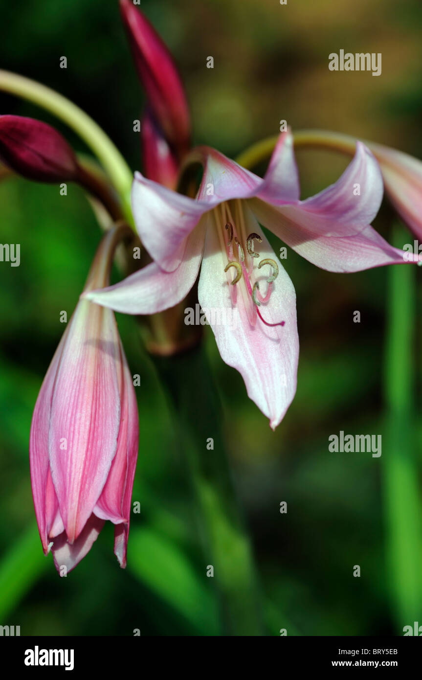 Crinum x powellii Roseum lily flower pink bloom blossom tender late