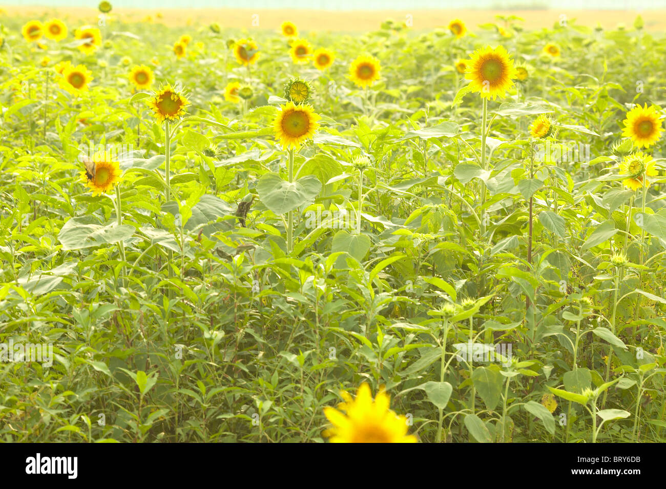 Field of sunflowers, Chiba prefecture, Japan Stock Photo