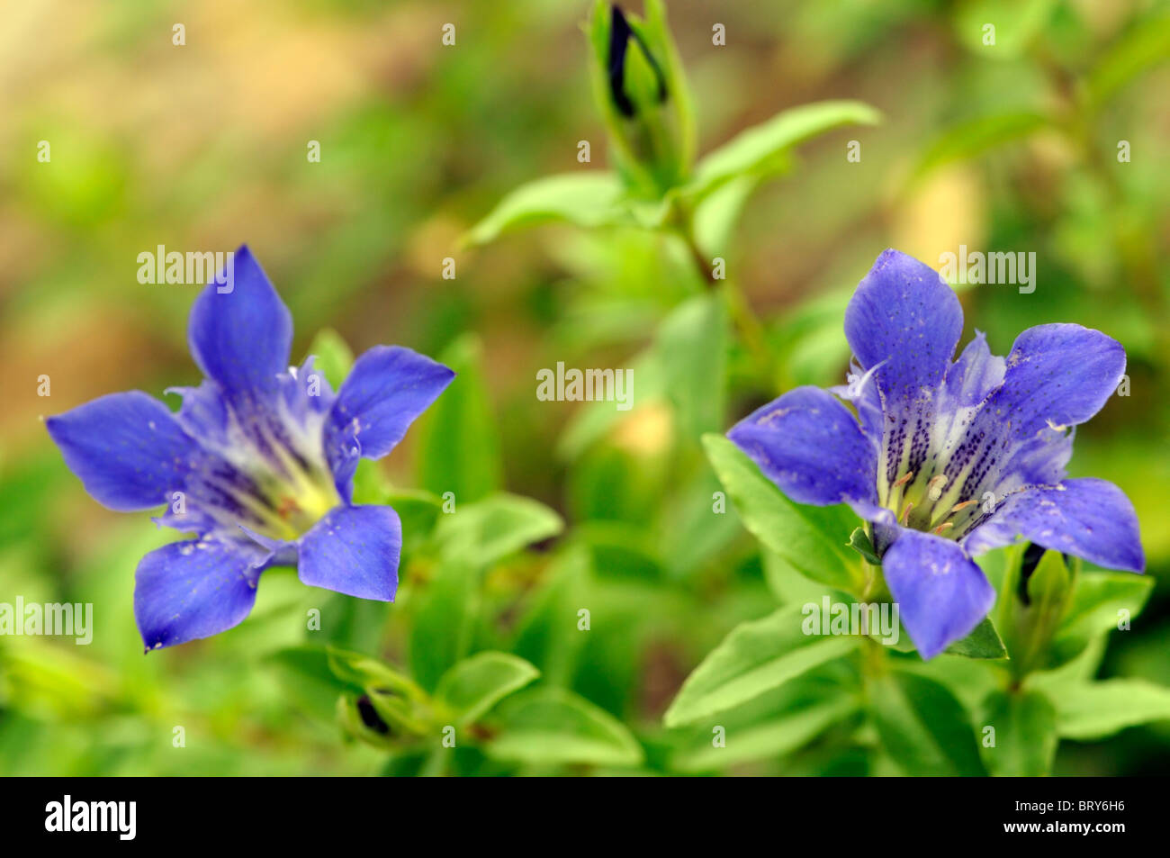 gentiana loderi blue hardy rock rockery garden alpine flower bloom blossom gentian perennial