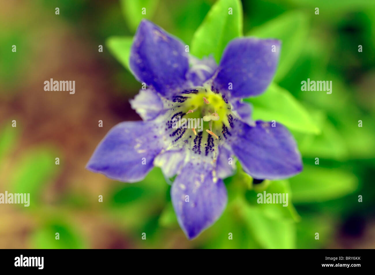 gentiana loderi blue hardy rock rockery garden alpine flower bloom blossom gentian perennial