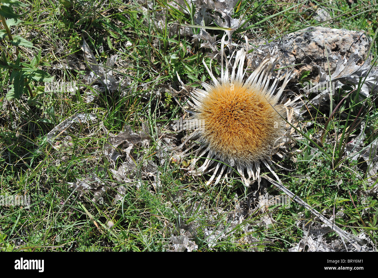 Silver thistle - Stemless carline thistle (Carlina acaulis) dry flowers from the previous summer Stock Photo