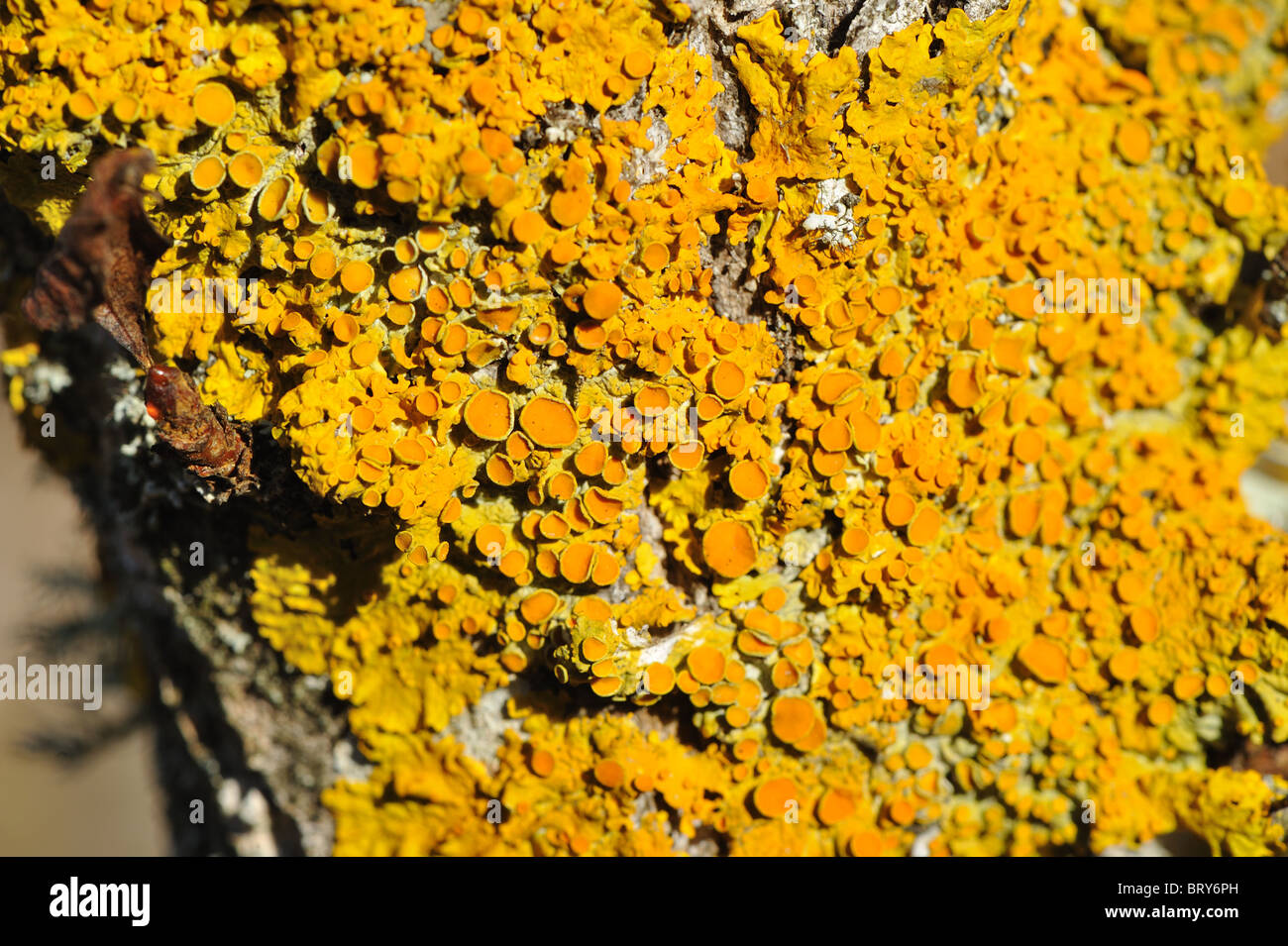 Common orange lichen (Xanthoria parietina) leafy lichen growing on the tree trunk of an oak Stock Photo