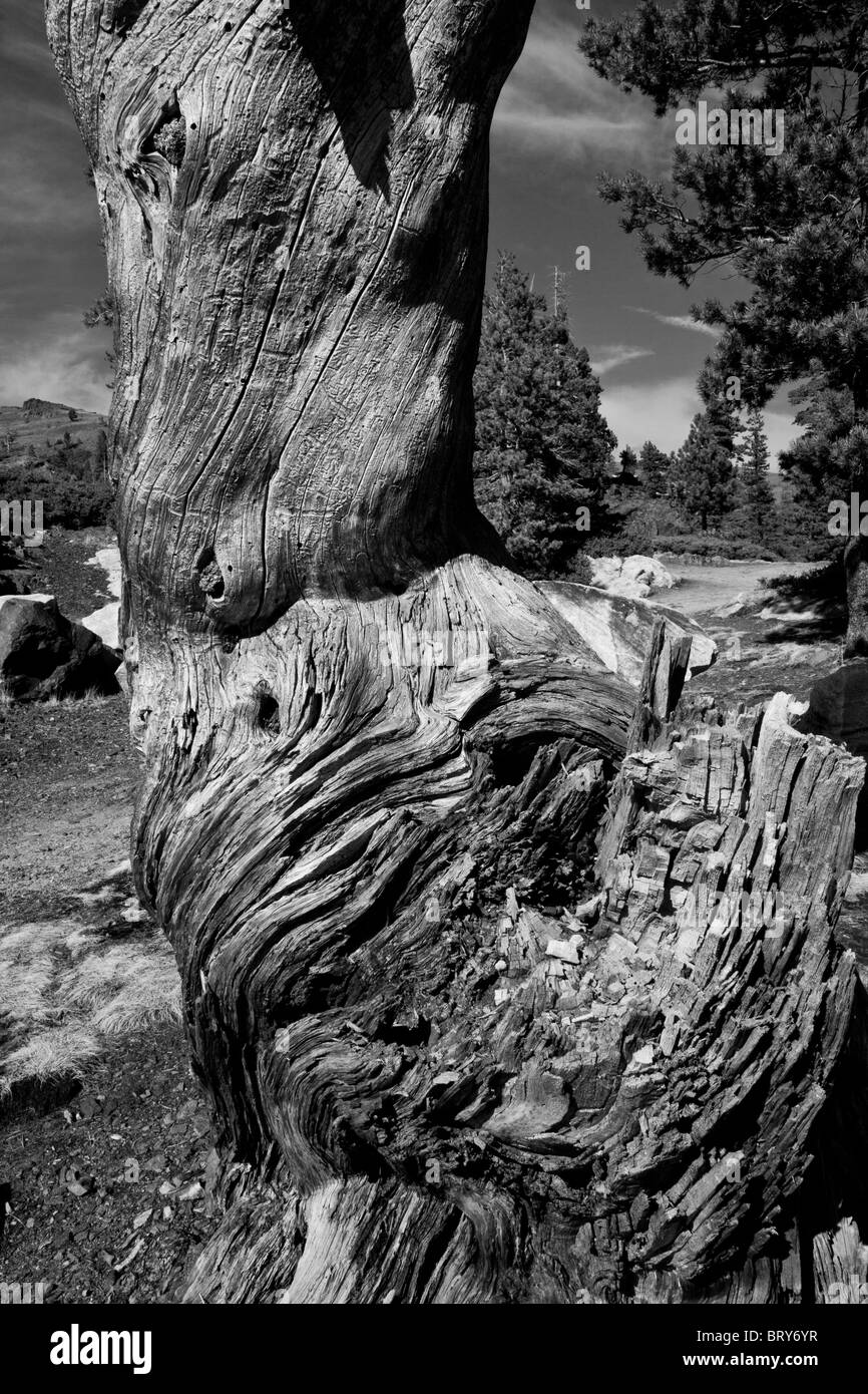 A dead and weathered tree in the Sierra Nevada mountains Ebbets Pass California Stock Photo