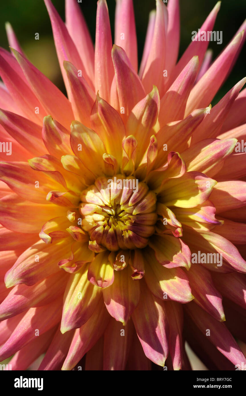dahlia friendship cactus type variety hybrid Compositae pink white orange yellow blends Stock Photo