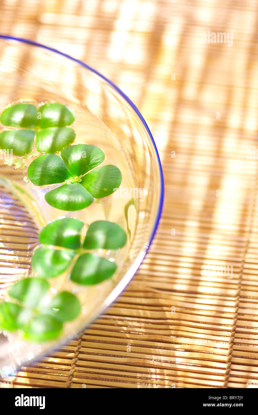 Four leafed clovers in glass bowl, close up, Kanagawa prefecture, Japan