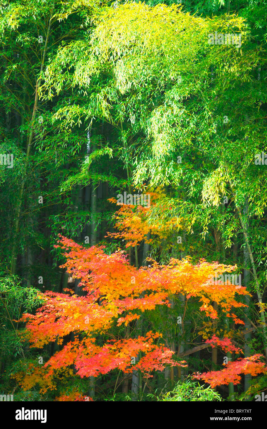 Bamboo grove and Japanese maple tree Stock Photo Alamy