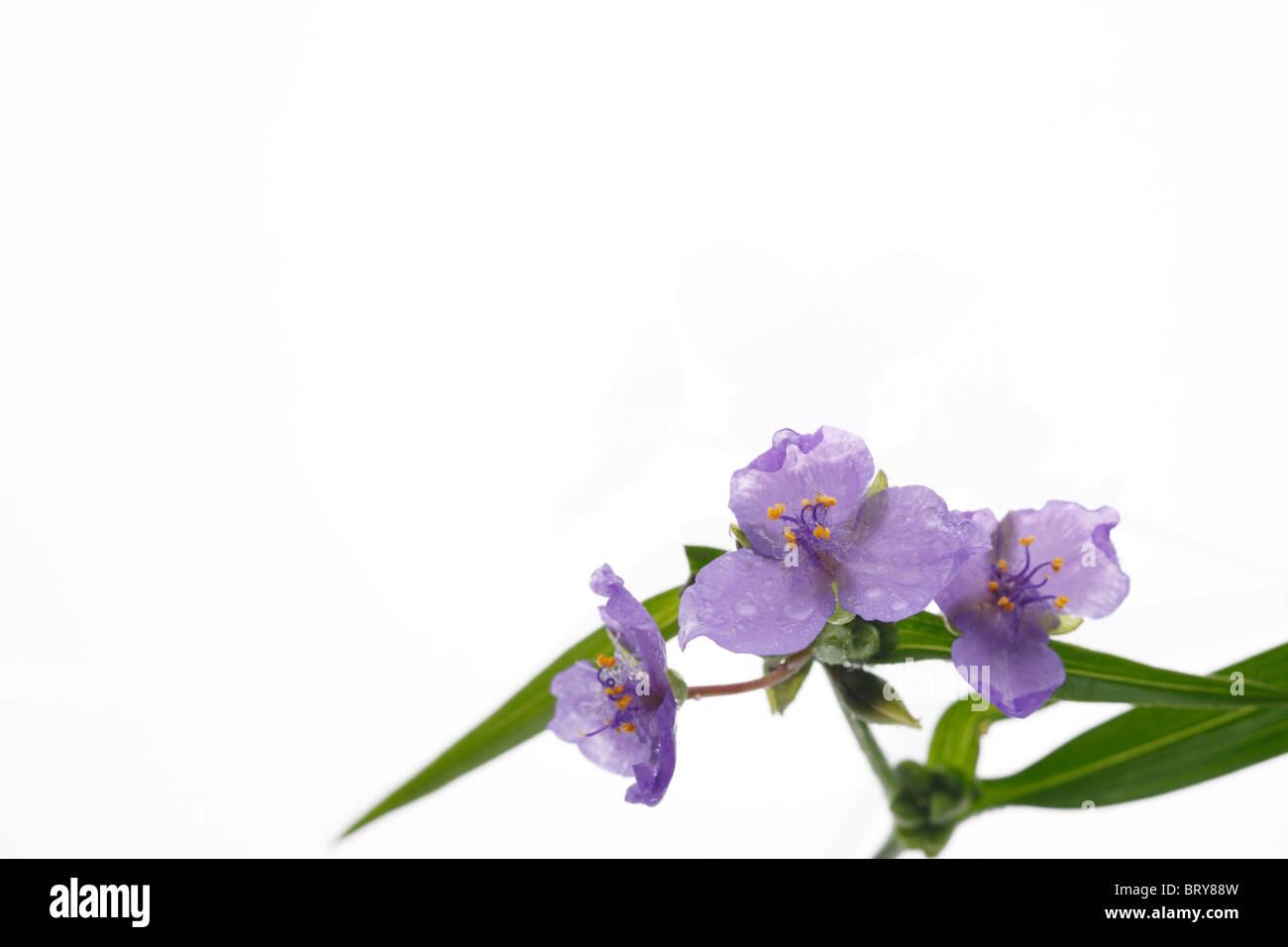 Spiderwort Stock Photo