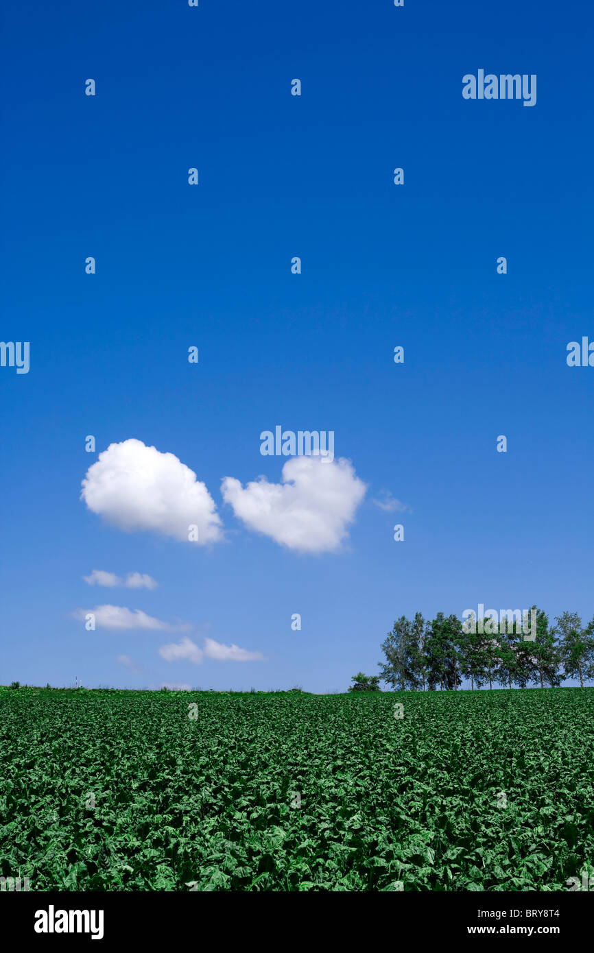 Farm land and tree in a row Hokkaido Prefecture Japan Stock Photo