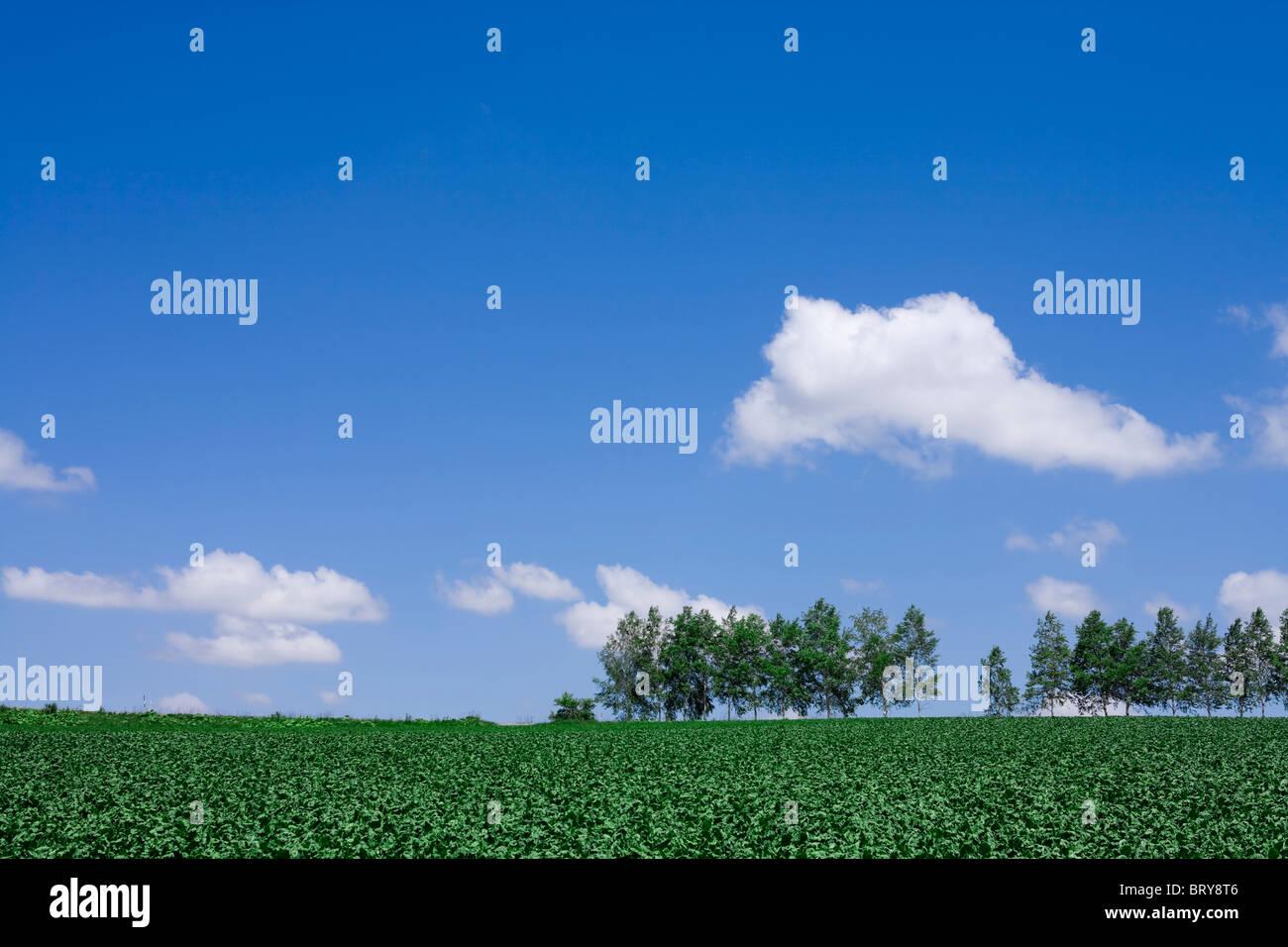 Farm land and tree in a row Hokkaido Prefecture Japan Stock Photo