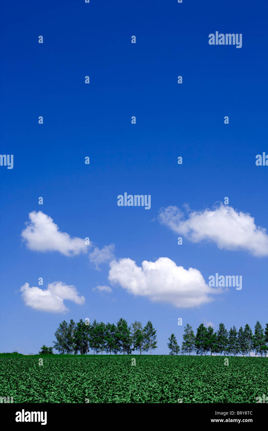 Farm land and tree in a row Hokkaido Prefecture Japan Stock Photo