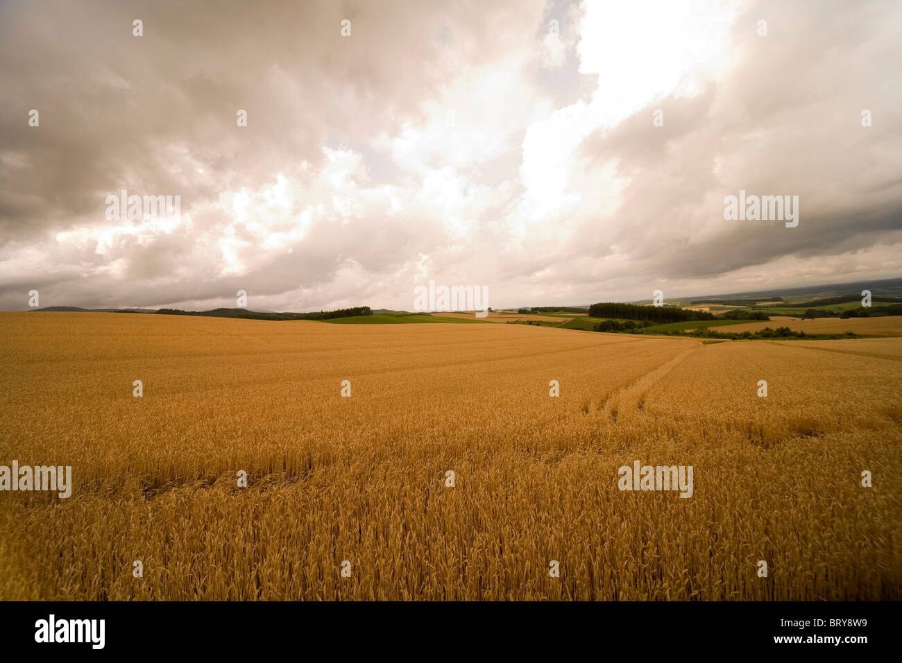 Wheat field Hokkaido Prefecture Japan Stock Photo