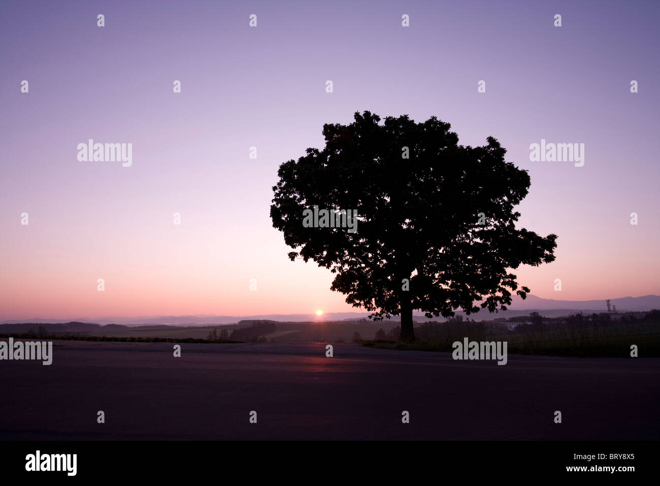 Tree and sunrise Hokkaido Prefecture Japan Stock Photo