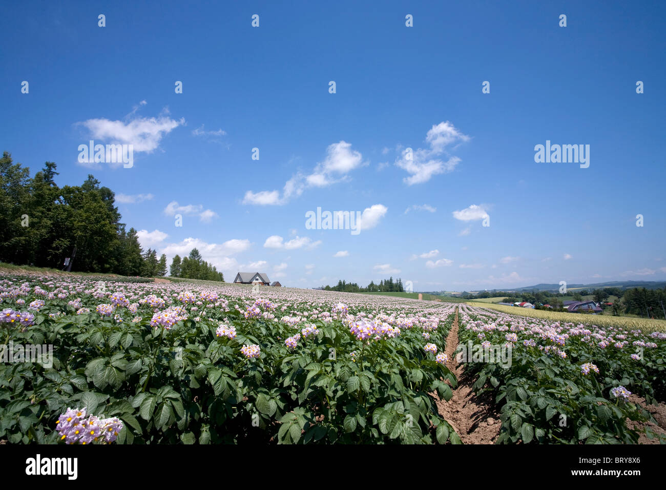 Potato farm Hokkaido Prefecture Japan Stock Photo