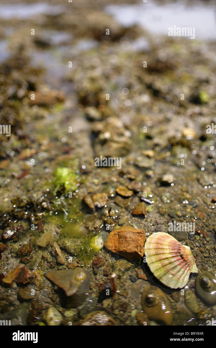 Seashells on the foreshore at low tide Stock Photo - Alamy