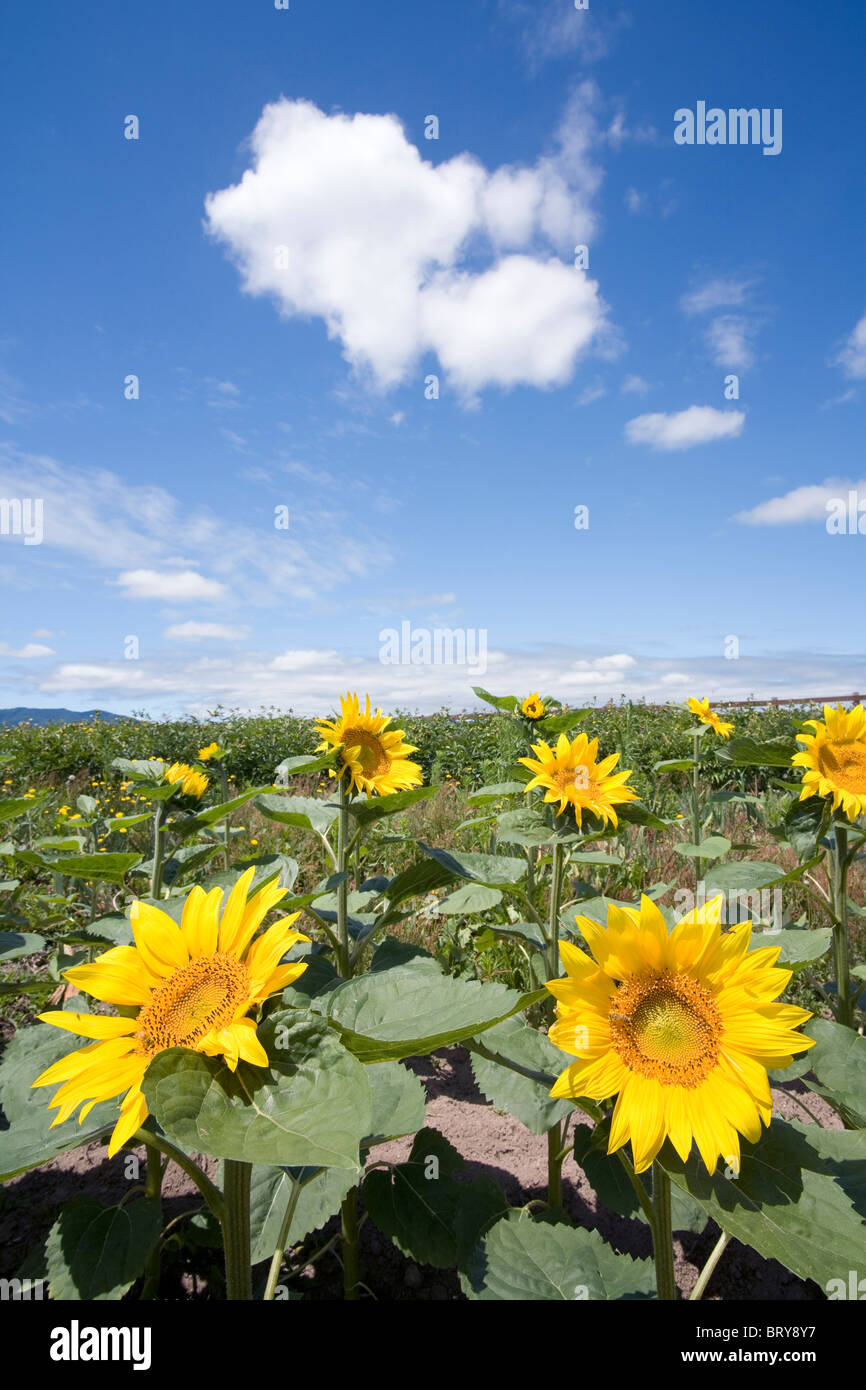 Sunflowers Hokkaido Prefecture Japan Stock Photo