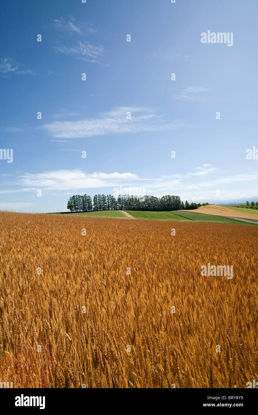 Wheat field and trees in a row Hokkaido Prefecture Japan Stock Photo