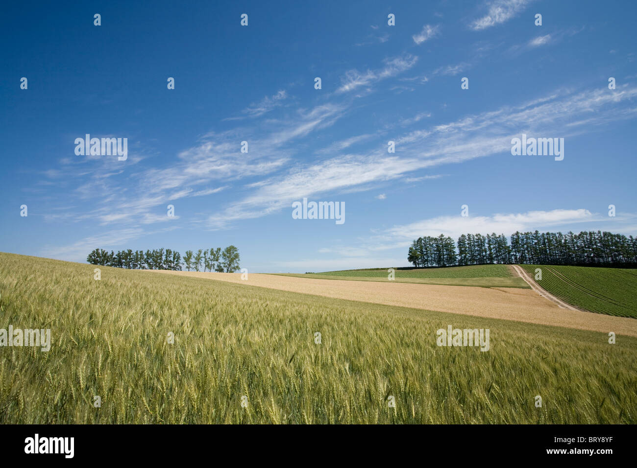 Wheat field and trees in a row Hokkaido Prefecture Japan Stock Photo